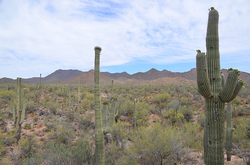 045_USA_Saguaro_National_Park.JPG
