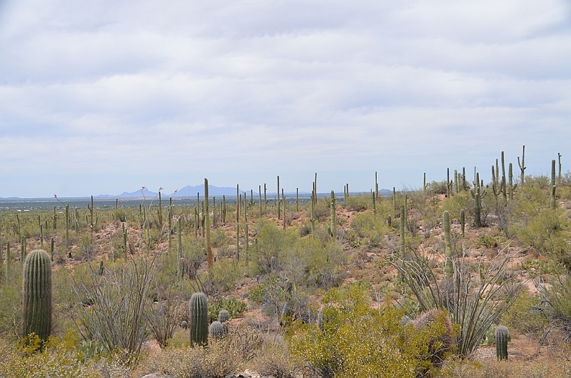 050_USA_Saguaro_National_Park.JPG