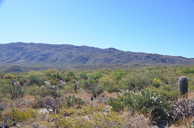 063_USA_Saguaro_National_Park.JPG