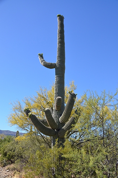 069_USA_Saguaro_National_Park.JPG