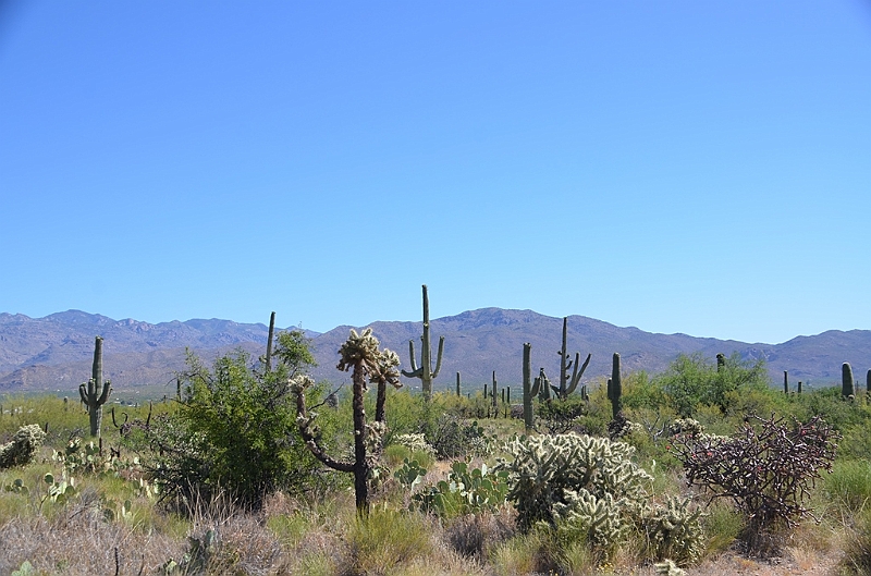 070_USA_Saguaro_National_Park.JPG