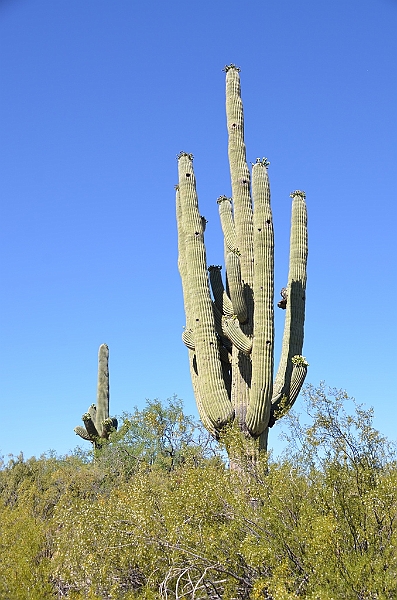 071_USA_Saguaro_National_Park.JPG