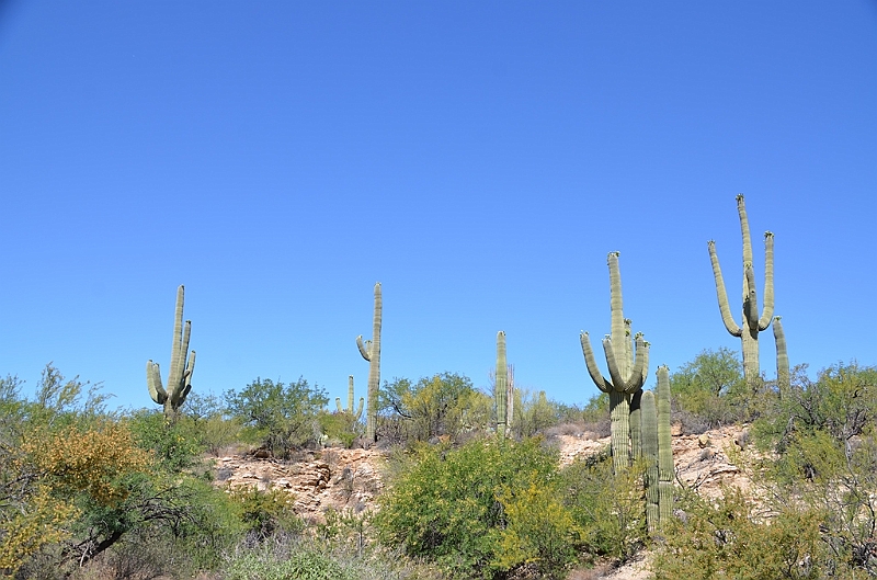 075_USA_Saguaro_National_Park.JPG