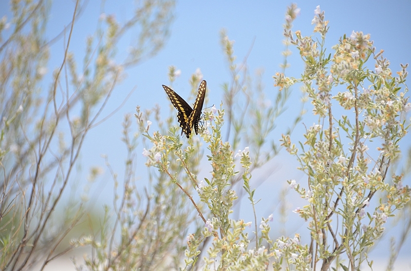 096_USA_White_Sands_National_Monument.JPG