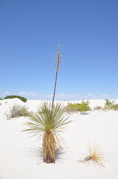 097_USA_White_Sands_National_Monument.JPG