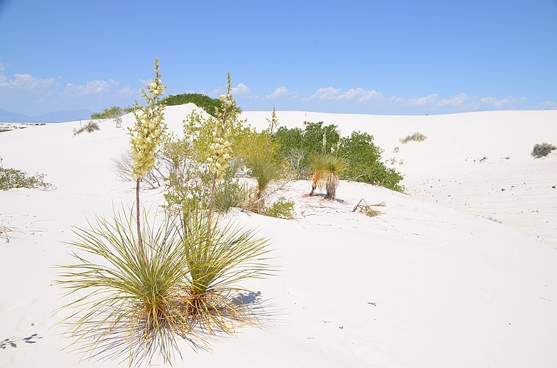 098_USA_White_Sands_National_Monument.JPG