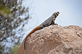 017_USA_Arizona_Sonora_Desert_Museum