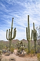 034_USA_Saguaro_National_Park