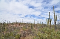 036_USA_Saguaro_National_Park