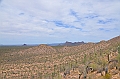 039_USA_Saguaro_National_Park