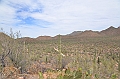 040_USA_Saguaro_National_Park