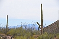 043_USA_Saguaro_National_Park