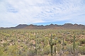 051_USA_Saguaro_National_Park