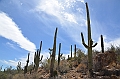 054_USA_Saguaro_National_Park