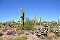 068_USA_Saguaro_National_Park