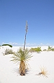 097_USA_White_Sands_National_Monument