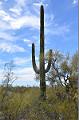 055_Arizona_Tucson_Saguaro_NP02