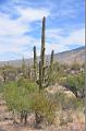 059_Arizona_Tucson_Saguaro_NP06