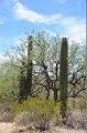 061_Arizona_Tucson_Saguaro_NP08