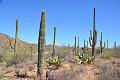 093_Arizona_Tucson_Saguaro_NP15