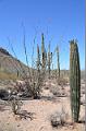 095_Arizona_Tucson_Saguaro_NP17