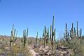 098_Arizona_Tucson_Saguaro_NP20