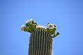 099_Arizona_Tucson_Saguaro_NP21