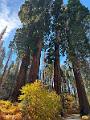 175_USA_Kalifornien_Sequoia_NP