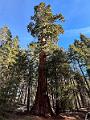 177_USA_Kalifornien_Sequoia_NP