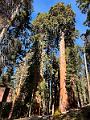 179_USA_Kalifornien_Sequoia_NP