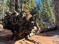 180_USA_Kalifornien_Sequoia_NP