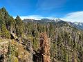 184_USA_Kalifornien_Sequoia_NP