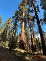 185_USA_Kalifornien_Sequoia_NP