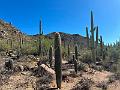 376_USA_Arizona_Saguaro_NP