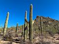 377_USA_Arizona_Saguaro_NP