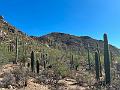 378_USA_Arizona_Saguaro_NP