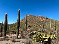 379_USA_Arizona_Saguaro_NP