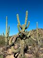 381_USA_Arizona_Saguaro_NP