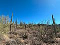 385_USA_Arizona_Saguaro_NP