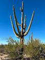 388_USA_Arizona_Saguaro_NP