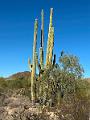 390_USA_Arizona_Saguaro_NP