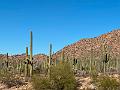 391_USA_Arizona_Saguaro_NP