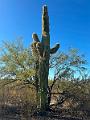402_USA_Arizona_Saguaro_NP