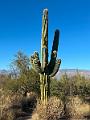 406_USA_Arizona_Saguaro_NP