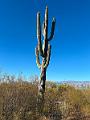 407_USA_Arizona_Saguaro_NP