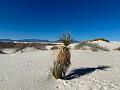 429_USA_New_Mexico_White_Sands_NP