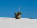 445_USA_New_Mexico_White_Sands_NP